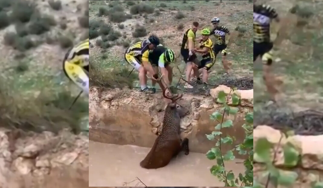 un grupo de ciclistas de montaña salvan a un ciervo del ahogo