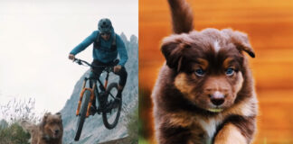 video-pezuñas-y-ruedas-perro-bicicleta-traildog-Vídeo-Balu-el-perro-aventurero-amante-del-Enduro-en-mountain-bike