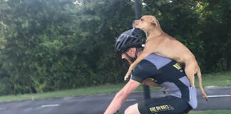 Así salvaron estos ciclistas a un perro de 5 meses atropellado