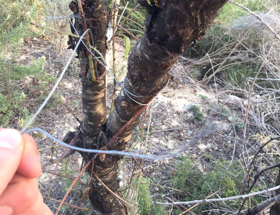 Una-peligrosa-trampa-mortal-para-ciclistas-de-montaña-detectada-en-Castellón