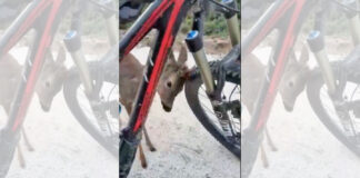 el-bonito-encuentro-de-un-corzo-con-un-ciclista-de-montaña-bicicleta