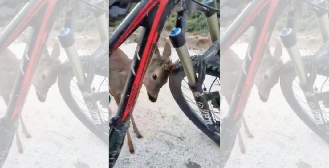 el-bonito-encuentro-de-un-corzo-con-un-ciclista-de-montaña-bicicleta