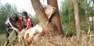 Vídeo: Dos ciclistas salvan a una vaca que tenía la cabeza atrapada en un árbol