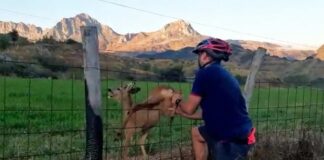 Vídeo: Un ciclista rescata a un corzo atrapado en una valla en el Parque Natural de Babia y Luna