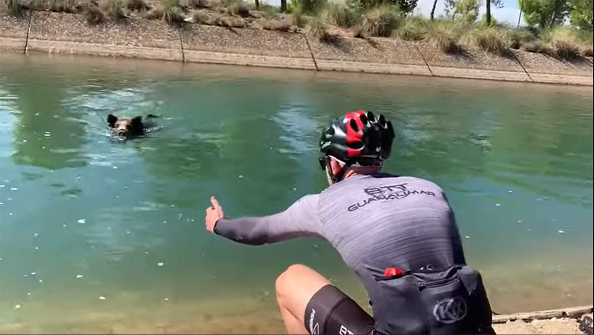 Video-Dos-ciclistas-que-intentaban-rescatar-a-un-jabali-son-atacados-por-este